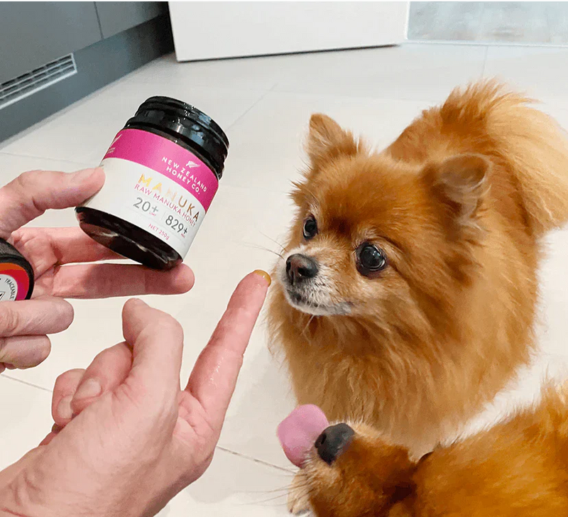 Manuka-Honig linderte den Husten meines Zwergspitzes – Die Geschichte von Jenny