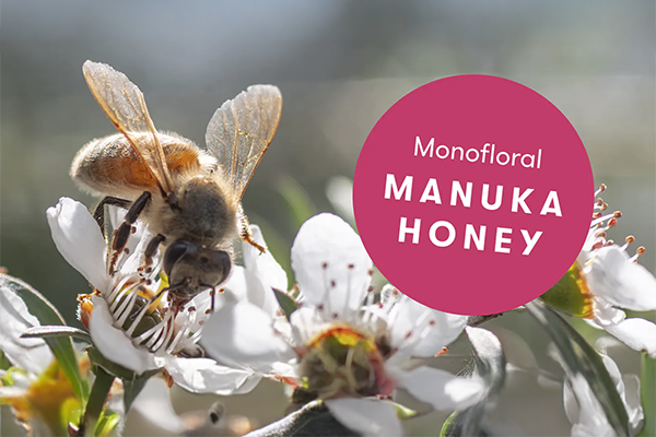 Was ist monofloraler Manuka-Honig und warum ist er so wichtig?