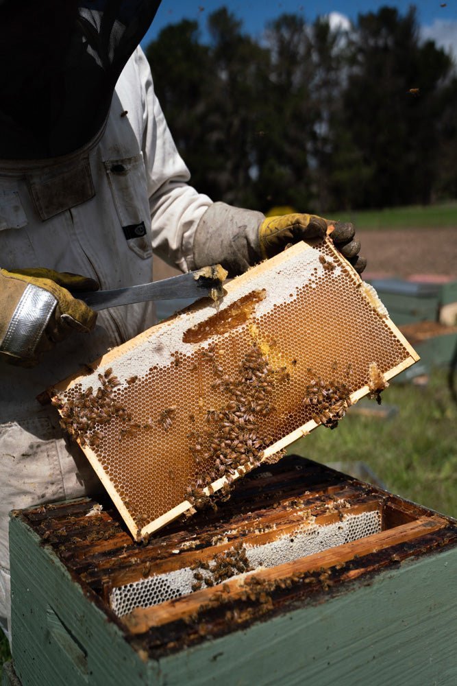 Manuka Honig UMF™ 10+ | MGO 263+ - New Zealand Honey Co. DE