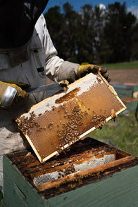 Manuka Honig UMF™ 10+ | MGO 263+ - New Zealand Honey Co. DE